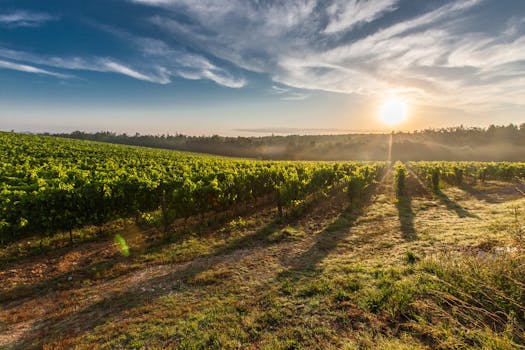 Villas in Tuscany Offering Private Wine Tours